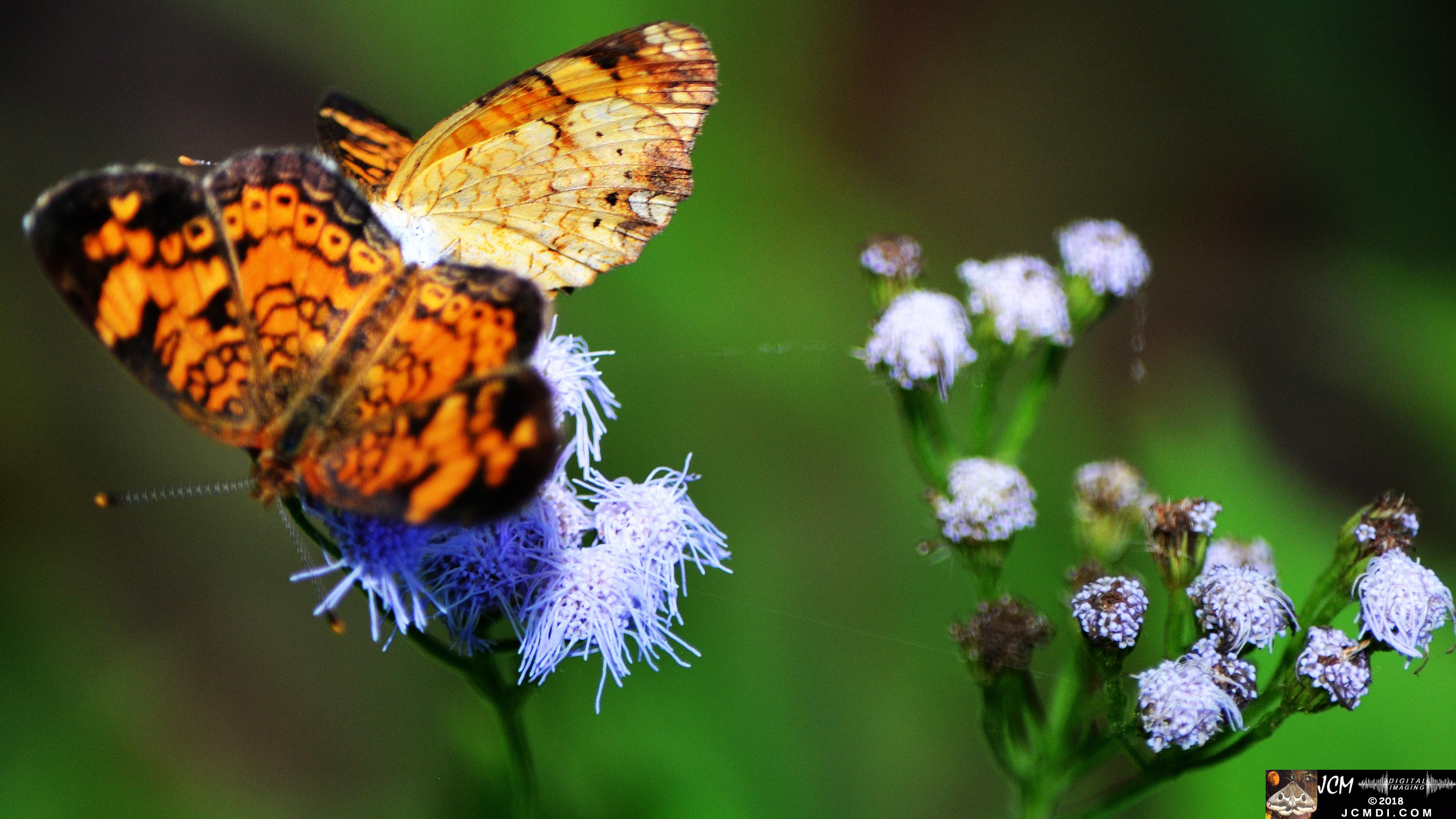 Pearl Crescent Butterflies at Old Hickory Lake.jpg